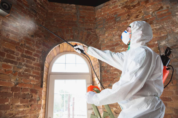 Best Mold Odor Removal Services in USA